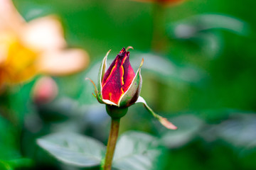 Rosa Cerrada Colores Roja Naranja