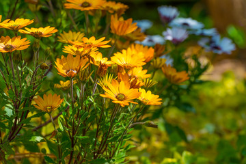 Colorful flowers in a bright lush garden in sunlight in spring