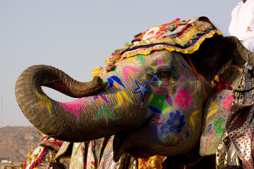 Obraz premium colorful elephant , festival , Jaipur, Rajasthan, India 