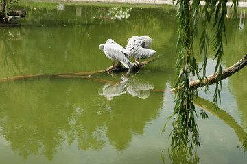 Pelikan Mały © eMTeWu