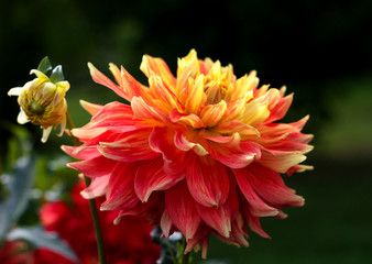 beautiful flowers in nature in the botanical garden