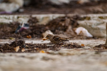 Passerine flocks and families moving in search of food, wildlife, wild and small flying animals, natural survival in modern conditions