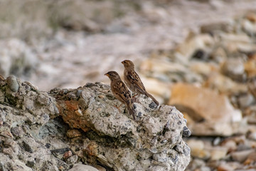 Passerine flocks and families moving in search of food, wildlife, wild and small flying animals, natural survival in modern conditions