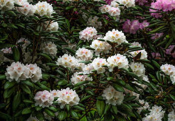 beautiful flowers in nature in the botanical garden