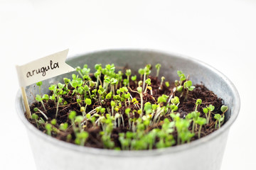 Urban Gardening, Growing Vegetables at Home, Arugula Baby Plants. healthy super food