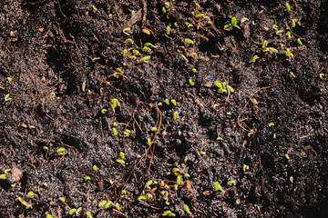 Urban Gardening, Growing Vegetables at Home, Arugula Baby Plants. healthy super food