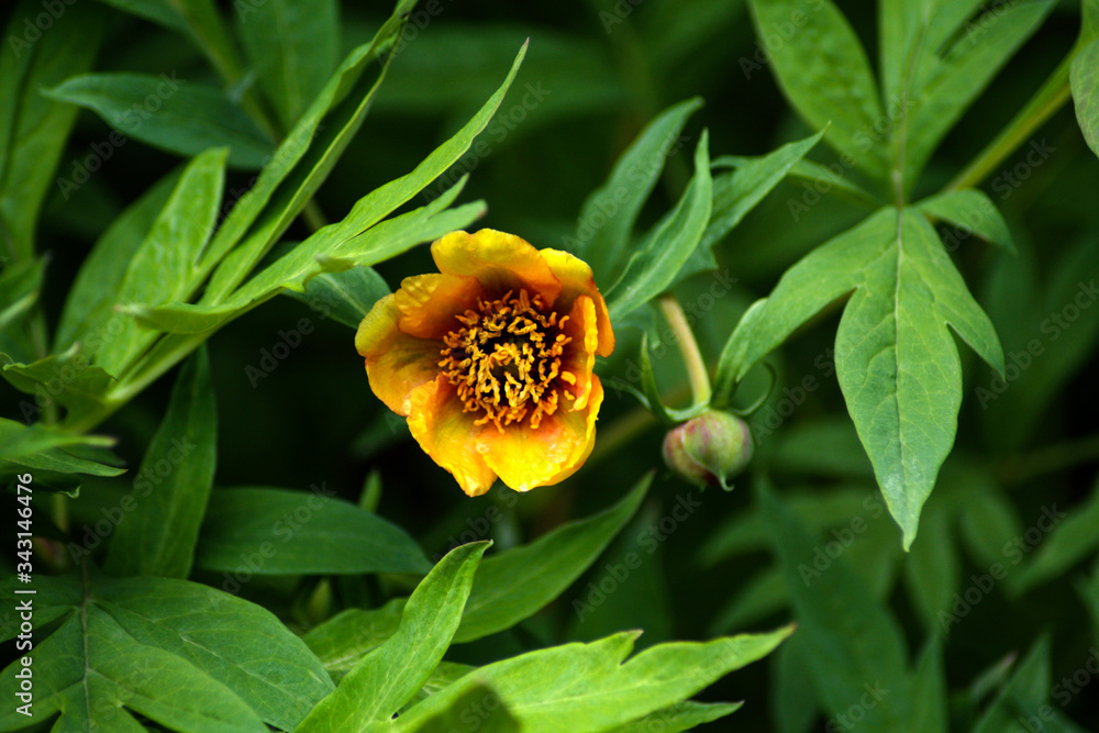 Canvas Prints beautiful flowers in nature in the botanical garden