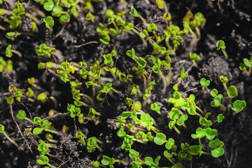 Urban Gardening, Growing Vegetables at Home, Arugula Baby Plants. healthy super food