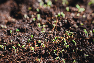 Urban Gardening, Growing Vegetables at Home, salad Baby Plants. healthy super food