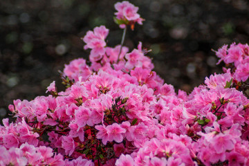 beautiful flowers in nature in the botanical garden