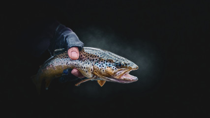 Brook trout in the hand of a fisherman.
