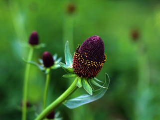 beautiful flowers in nature in the botanical garden