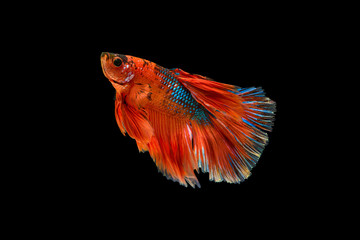 The moving moment colorful Betta fish, Siamese fighting fish in isolated on black background. 