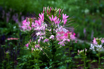 beautiful flowers in nature in the botanical garden