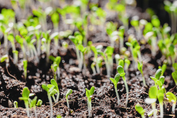 Urban Gardening, Growing Vegetables at Home, Arugula Baby Plants. healthy super food
