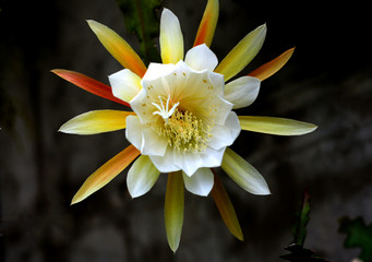 beautiful flowers in nature in the botanical garden