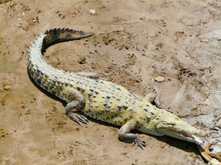 Crocodile, Tarcoles River, Alajuela, Orotina, Costa Rica