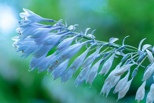 Close-up Of White Flowering Plant © shigeto ito/EyeEm