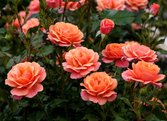 beautiful flowers in nature in the botanical garden