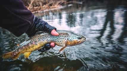Brook trout in the hand of a fisherman. - obrazy, fototapety, plakaty