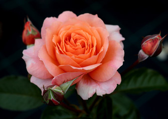 beautiful flowers in nature in the botanical garden