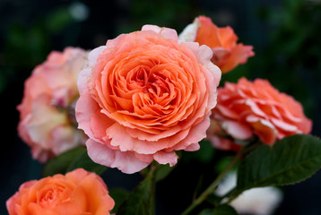 beautiful flowers in nature in the botanical garden