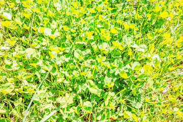 クローバー グラフィック