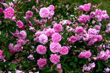 beautiful flowers in nature in the botanical garden