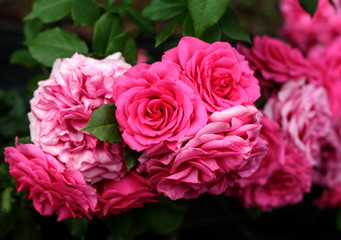 beautiful flowers in nature in the botanical garden