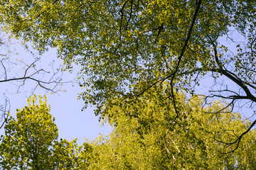 Birch leaves nature background.