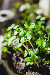 Urban Gardening, Growing Vegetables at Home, Arugula Baby Plants. healthy super food