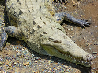 Crocodile, Tarcoles River, Alajuela, Orotina, Costa Rica