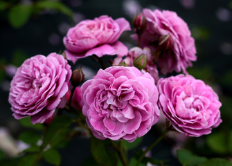 beautiful flowers in nature in the botanical garden