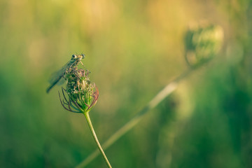 Gros plan d'une libellule posée
