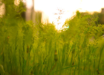 Obraz na płótnie Canvas Blooming grass at spring sunset
