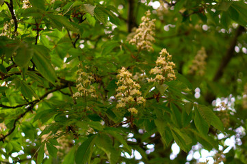 Blooming horse chestnut tree at sunset in spring