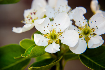 white flowers of pear tree