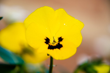 Obraz premium Single yellow tricolor viola isolated bokeh