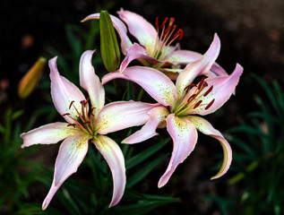 beautiful flowers in nature in the botanical garden