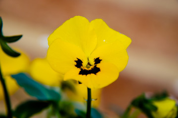 yellow tricolor flower viola isolated bokeh