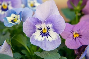 Purple with white viola flower isolated