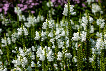 Obraz premium beautiful flowers in nature in the botanical garden