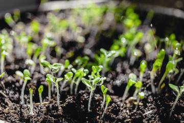 Urban Gardening, Growing Vegetables at Home, Arugula Baby Plants. healthy super food