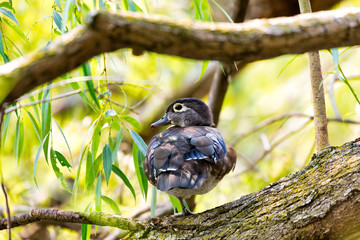 A Wood Duck in the woods of High Park in Toronto, Canada