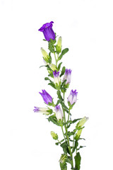 Detailed side view of Purple Canterbury bells  (Campanula medium). Isolated on white background.
