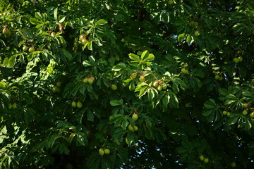 green chestnut tree with fruit
