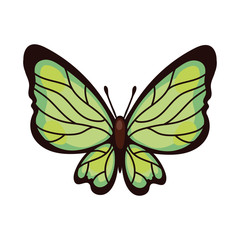 beautiful butterfly green insect flat style icon