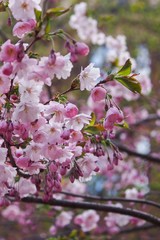 Cherry blossom 2