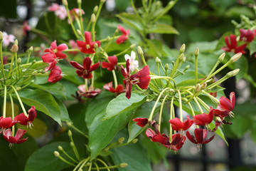 Obraz premium close up of Combretum indicum