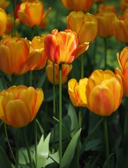 Tulips
